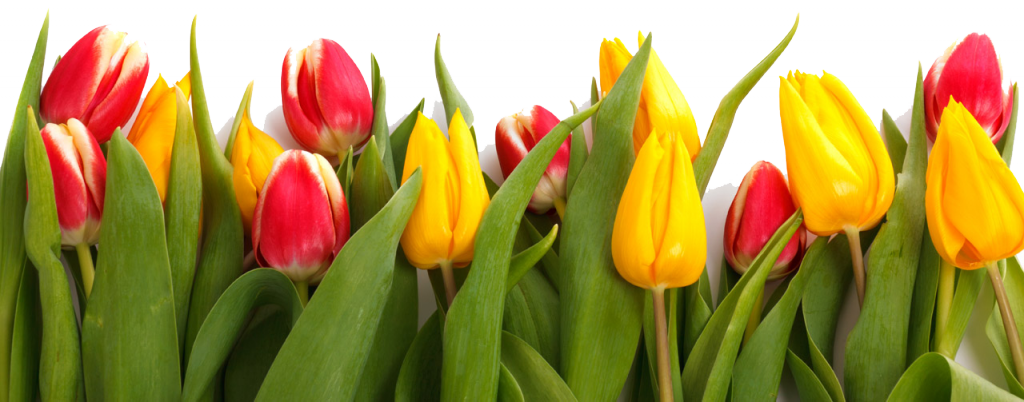 tulips.png